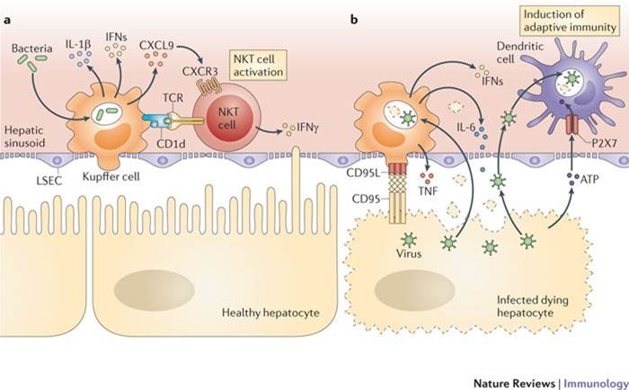 Liver and Immune System Diagram